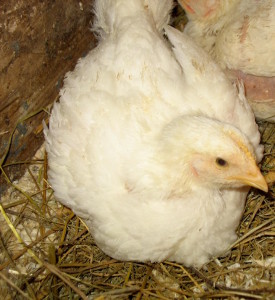 Mainstone Farm chicken