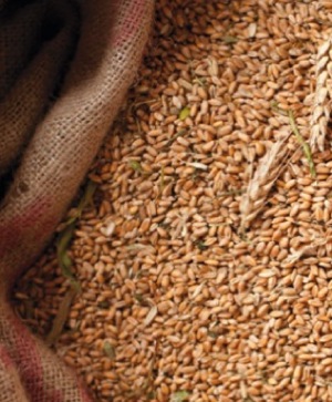 cornmeal cornmeal