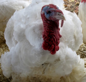 Mainstone Farm turkey